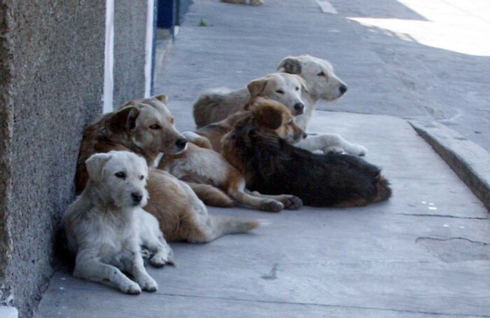 Instituto Municipal de Protección Animal, bajo la rectoría de Servicios Públicos