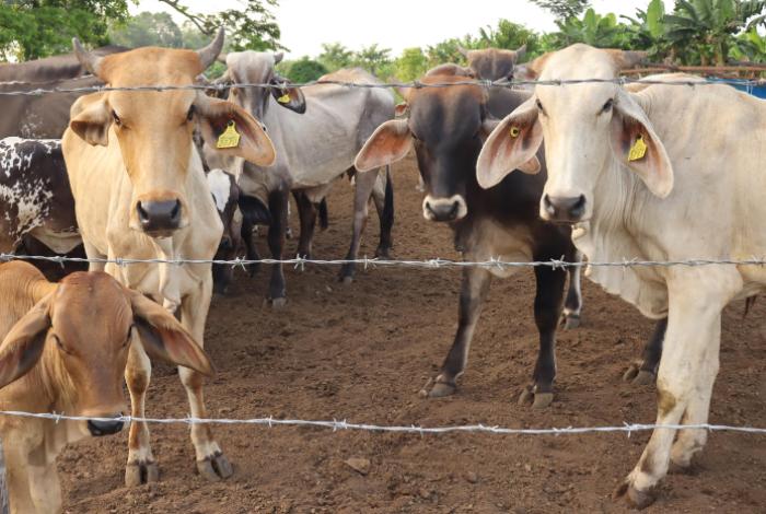 Interceptan otro caso de gusano barrenador en el ganado, ahora en Querétaro