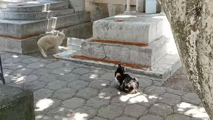 Investigan envenenamiento de gatos en el panteón municipal de Morelia; habrá denuncias