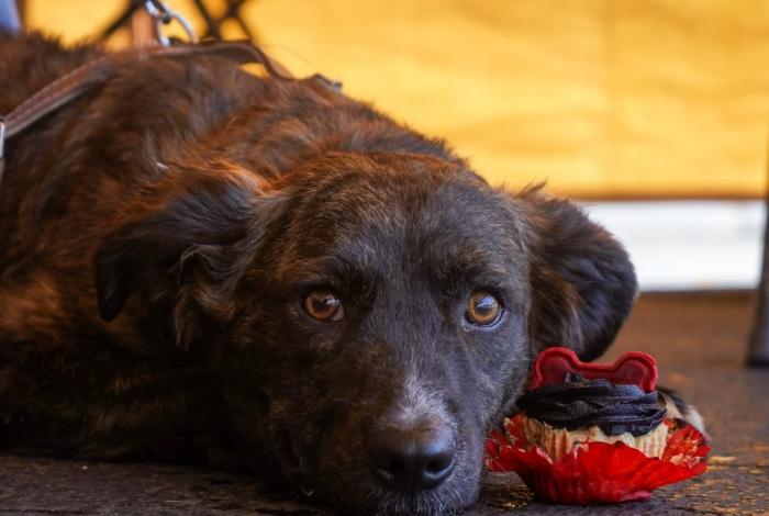 Investigan envenenamiento de perros en Erongarícuaro