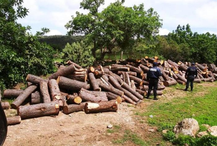 Investigan tala ilegal de árboles en Tangancícuaro