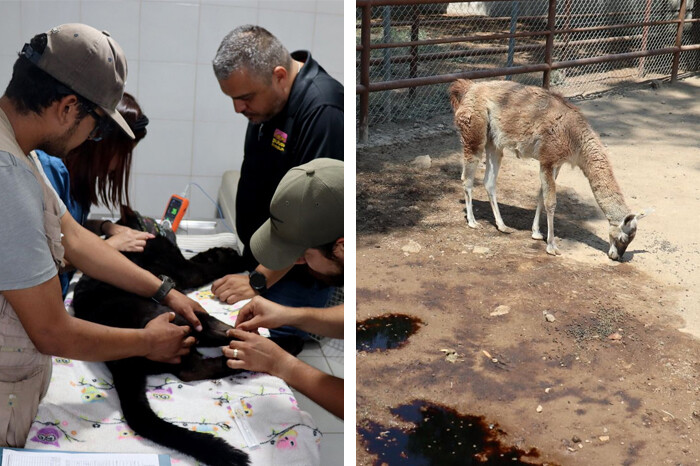 Jaguar rescatada y guanacos, delicados de salud tras contacto con lodos descargados por OOAPAS, dice el Zoo