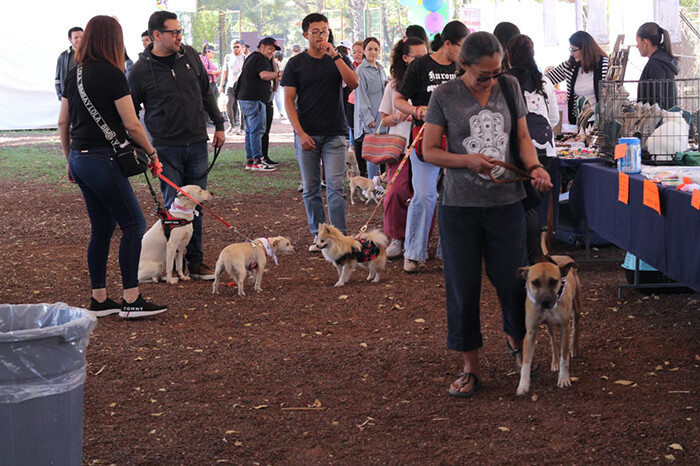 ‘Jalo por los Michis y Lomitos’ logró la adopción de 33 perros y dos gatos