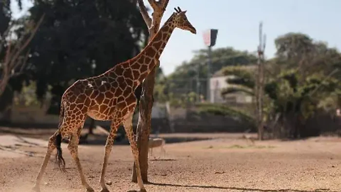 Jirafa en Zoológico de Culiacán NO DESAPARECIO, había fallecido en septiembre