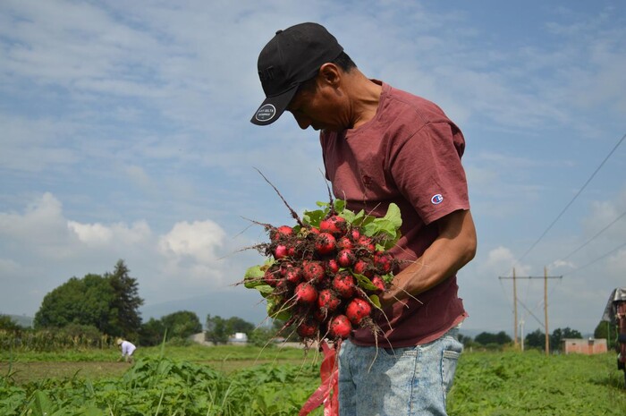 José, campesino y artesano, lleva tatuados los surcos y el arte