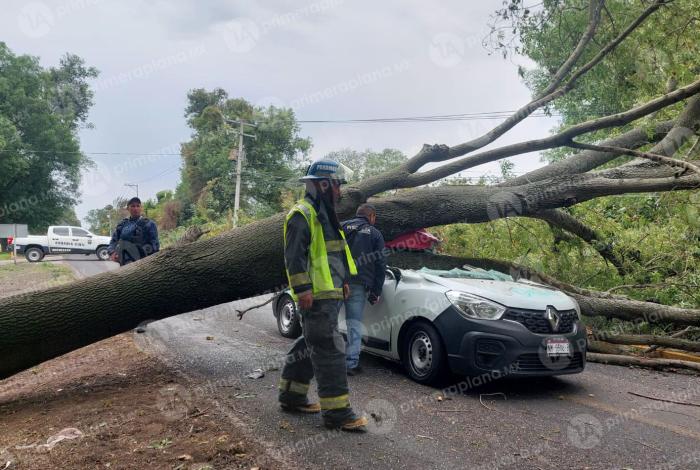Joven mu3re apl4stado por un árbol en Villa Jiménez