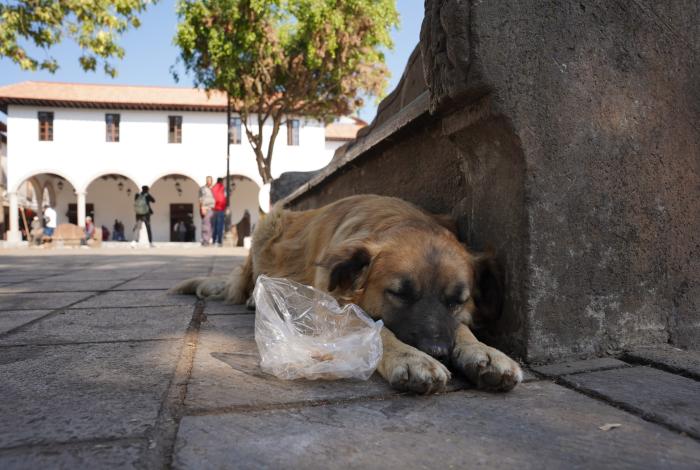 Juegos pirotécnicos disparan 70% reportes de perros extraviados: GHAPAD