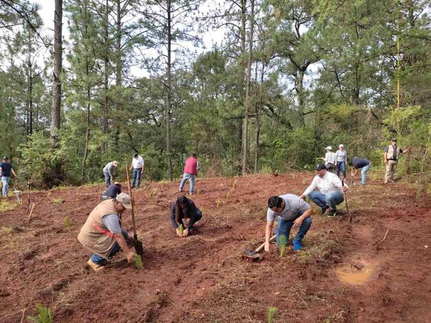 Jueves inicia programa de reforestación en Michoacán; 10 millones de árboles de plantarán