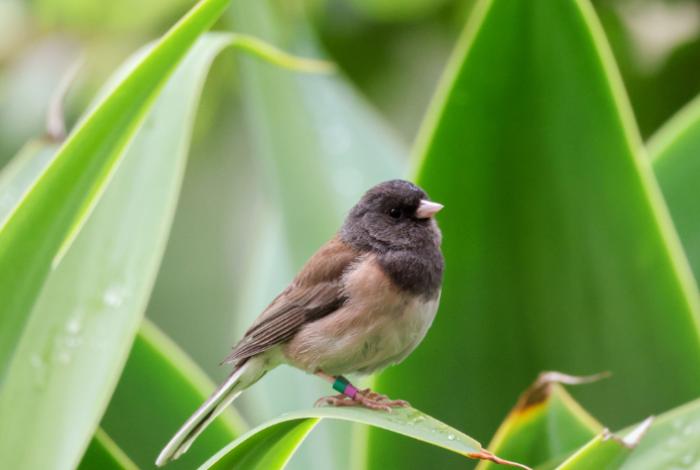 La cuarentena vivida en 2020 por covid-19 alteraron el pico de un tipo de ave; según estudio