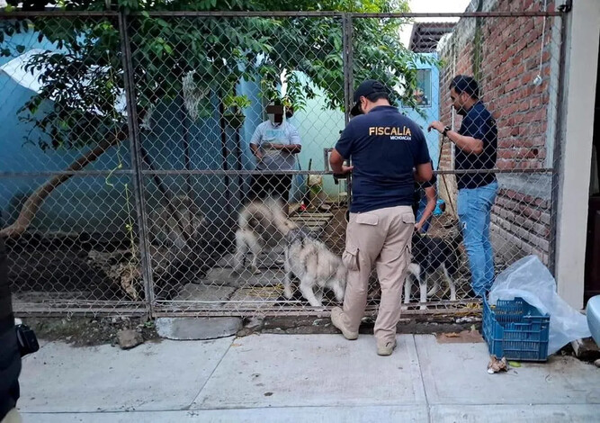 La FGE Interviene para Rescatar Cinco Perritos en Apatzingán