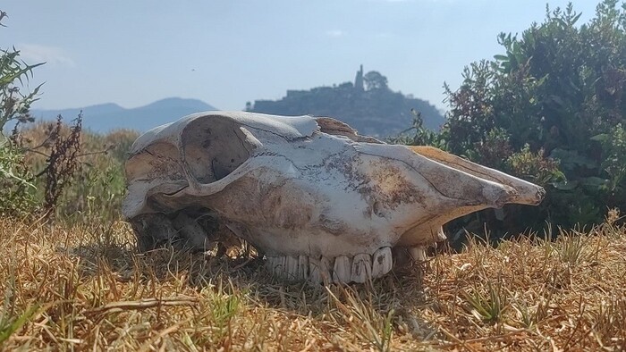 La inminente muerte del Lago de Pátzcuaro: una dolorosa realidad social