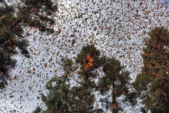 La Mariposa Monarca sigue en Michoacán, puedes visitarla en el parador de Sierra Chincua