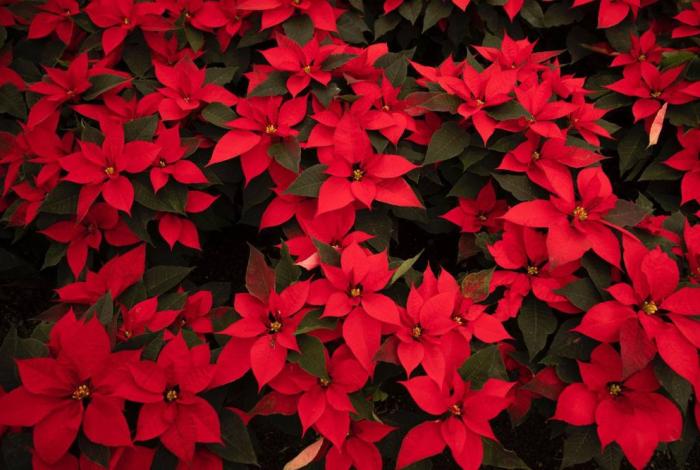 La Navidad florece en Michoacán; es el segundo mayor productor de Nochebuena en México: Bedolla