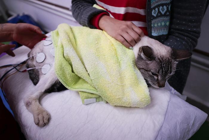 La “paternidad de mascotas” impulsa 43% el gasto veterinario en México