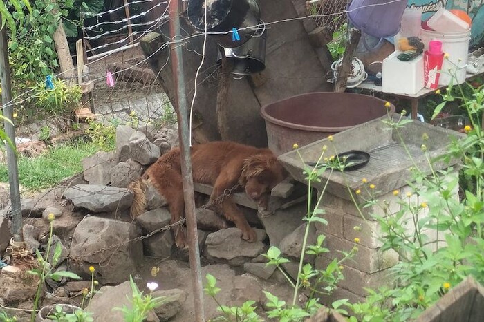 La Piedad: FGE rescata un perro en condiciones de maltrato animal