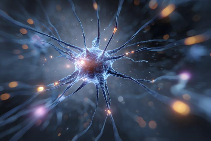 La ‘poda’ del cerebro: cómo elimina conexiones para aprender mejor