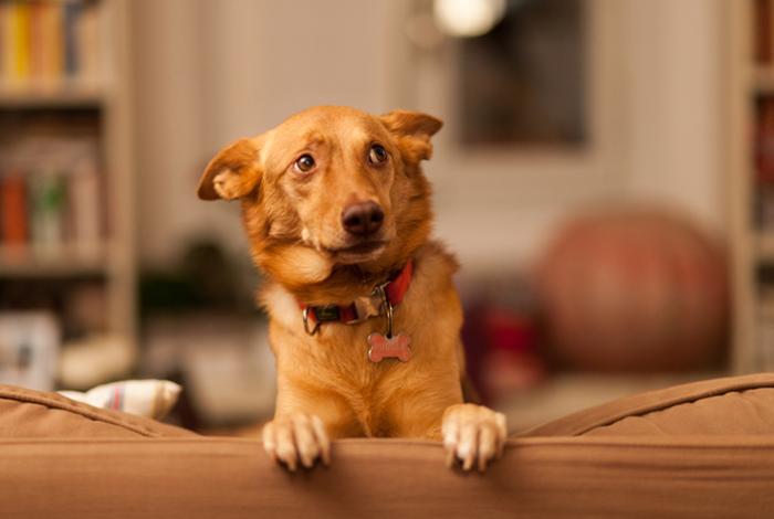 La presencia de perros en interiores afecta a la calidad del aire, revela estudio