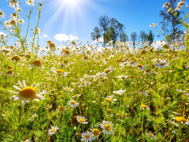 La primavera llega con un despliegue de flores amarillas