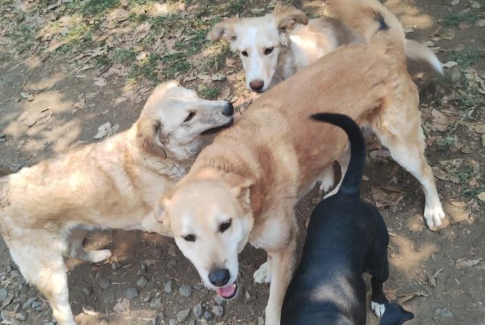 Lanza UARUPA campaña social “Perro de nadie es de todos”, convoca a la corresponsabilidad ciudadana