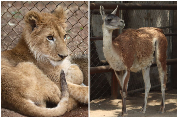 León africano y guanacos del Zoo de Morelia continúan en observación