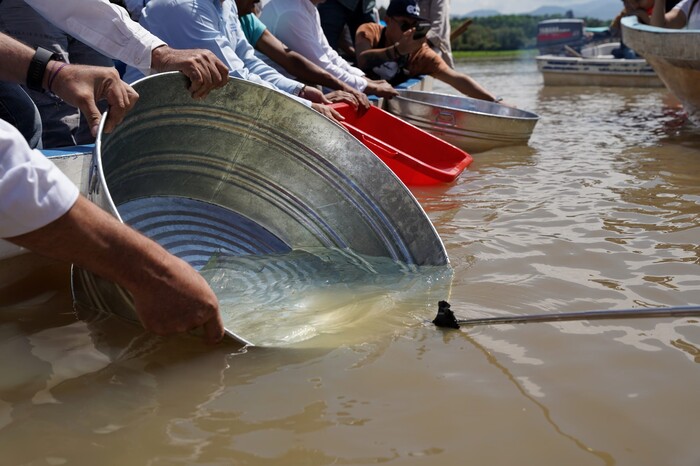 Liberan 10 mil pescados blancos en Lago de Pátzcuaro