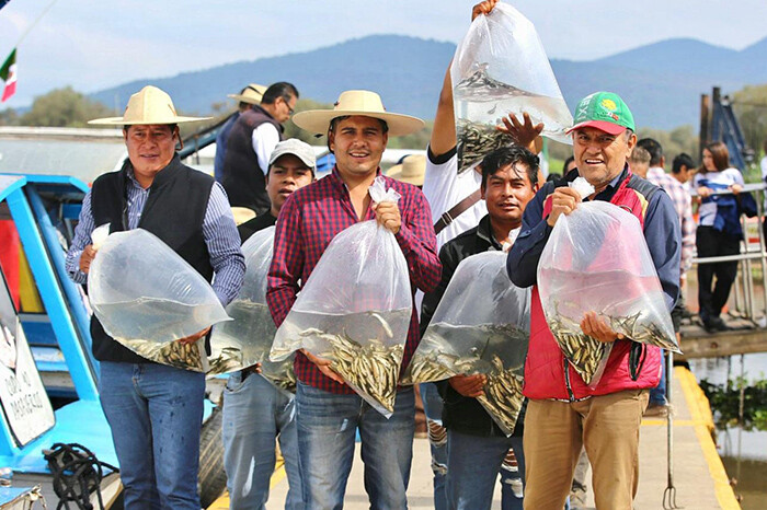 Liberan en el lago de Pátzcuaro 15 mil peces acúmara, especie en peligro de extinción