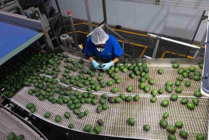 Libre de deforestación el 90% del aguacate de exportación: Secma