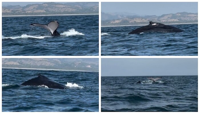 Llegan ballenas a las costas de Michoacán