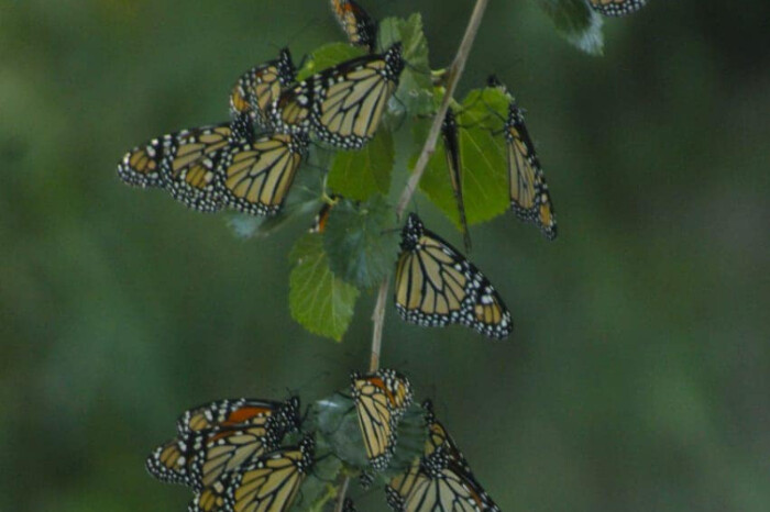 ¡Llegan las mariposas monarcas a México! Observadores reportan su paso por la presa de La Amistad