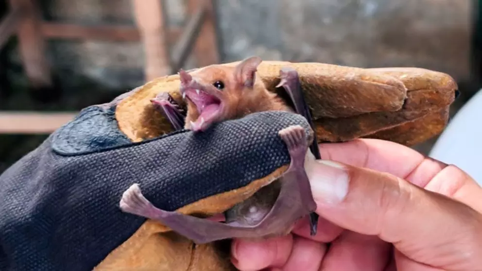 Llegan más de 2 mil murciélagos a vivienda en Tlaxcala