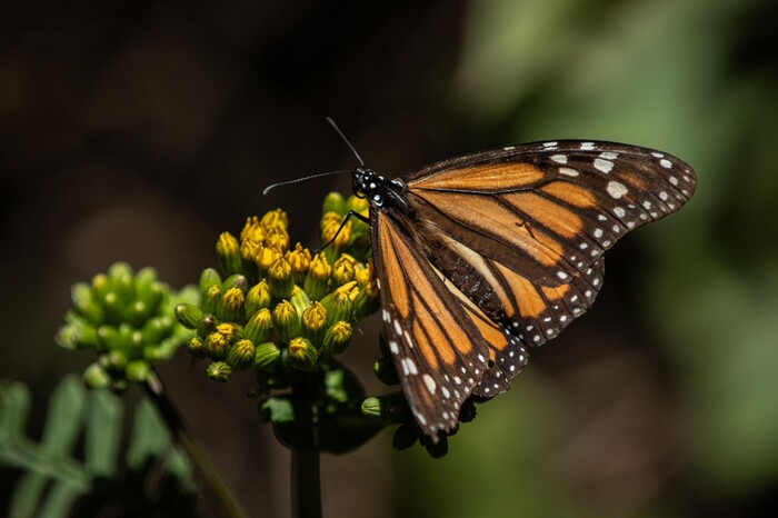 Llegarán más mariposas monarca a Michoacán