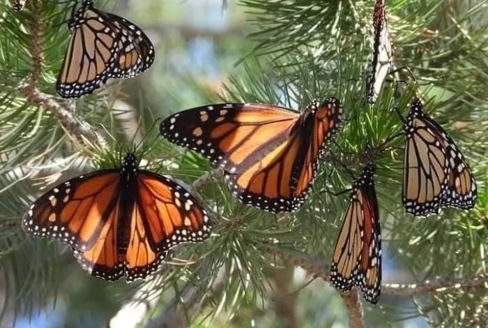 Llegó la primera Mariposa Monarca con transmisor satelital a Michoacán: Sectur