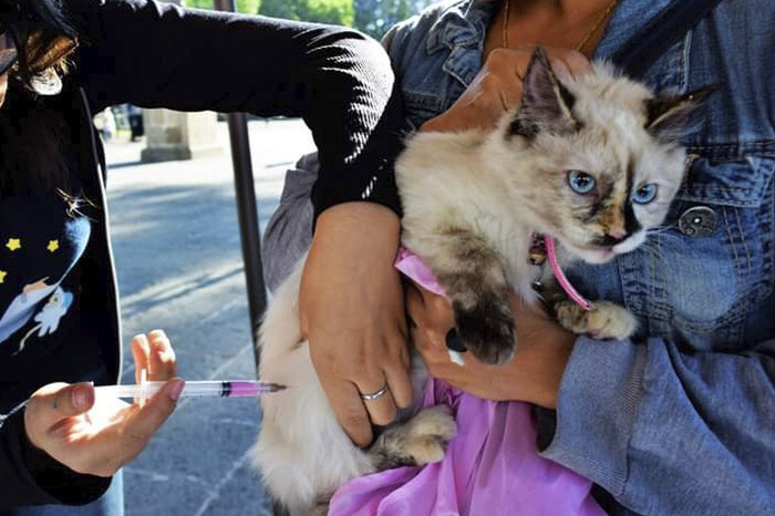 Lleva a tu perro o gato a vacunar gratis contra la rabia este sábado en Morelia