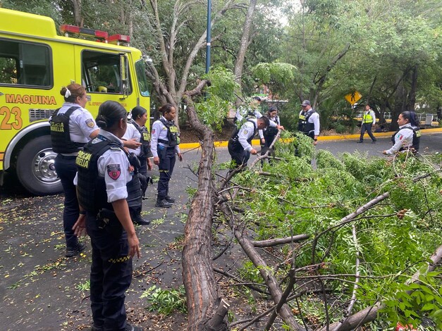 Lluvia y aire en Morelia provocan caída de árbol