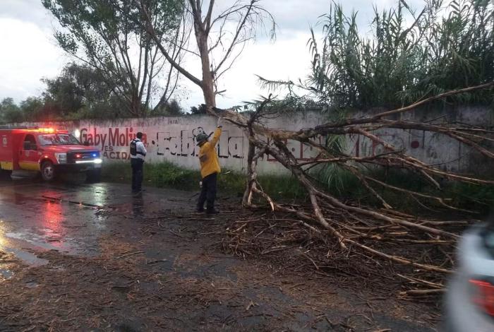 Lluvias provocan caída de árbol en Prados Verdes