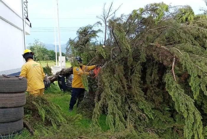 Lluvias y fuertes vientos tumban 11 árboles en Huiramba; evacúan una guardería