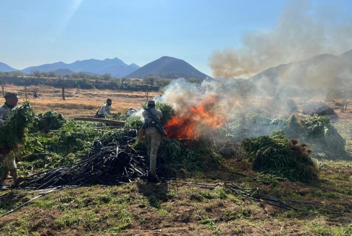 Localizan y d3struyen plantío de m4rihu4na, en Huetamo
