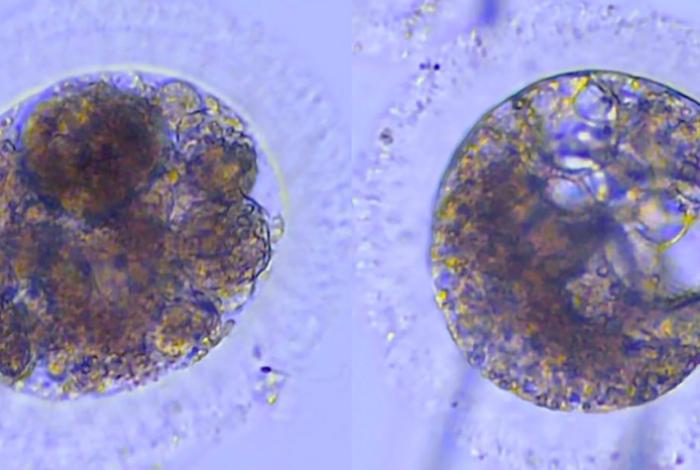 Logran fecundación 'in vitro' de embriones de lince Ibérico