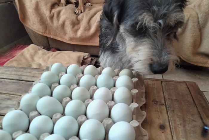 Lomitos de GHAPAD lanzan venta de huevo orgánico para financiar sus croquetas