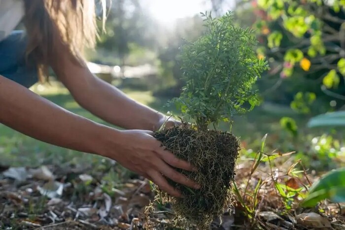 Los 4 árboles frutales que puedes plantar con éxito durante agosto