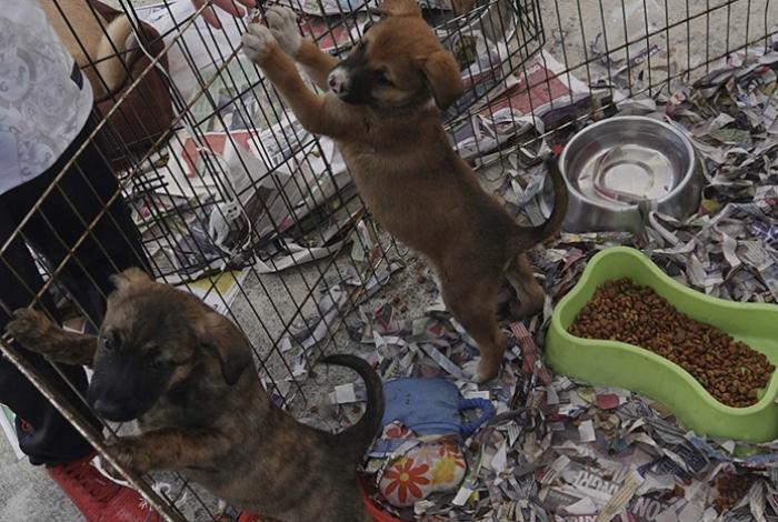 Los animales no son juguetes: activistas piden no regalar perros y gatos en Día de Reyes