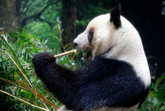 Los dos últimos pandas de Japón regresarán a China a finales de enero