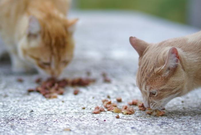 Los michis del Panteón Civil se quedan en el Panteón Civil