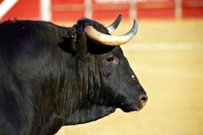 Los toros vuelven a Guadalajara con once corridas tras una suspensión desde noviembre de 2023