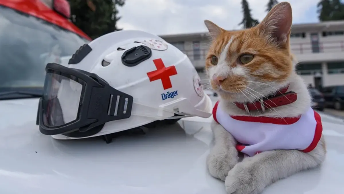 Luto en la Cruz Roja Toluca: Fallece Cruzberto, el gato voluntario que adoptó la delegación