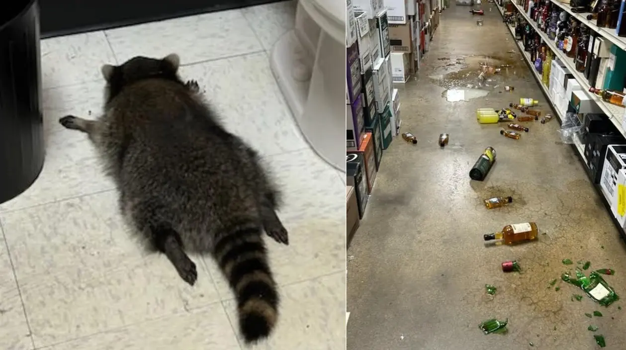 Mapache irrumpe en una licorería de Virginia y termina borracho en el baño