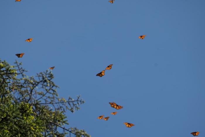 Mariposa Monarca: bienvenida a la viajera