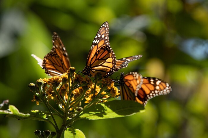 Mariposa monarca será símbolo del estado durante este 2025