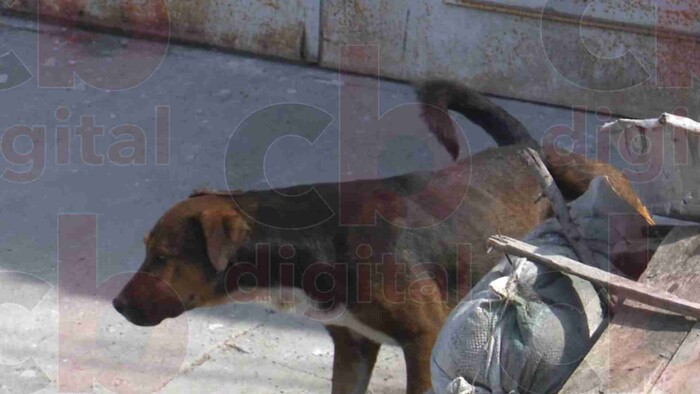 Más de 20 perros han resultado envenenados en la colonia Los Pirules en una semana