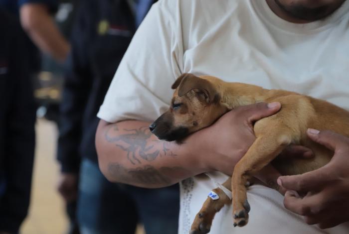 Más de 23 mil mascotas esterilizadas en Michoacán durante 2025: SSM